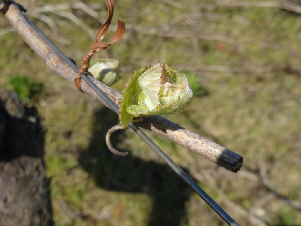 Muscadet Sèvre & Maine AOC Schistes de Goulaine 2014, Domaine R de la Grange