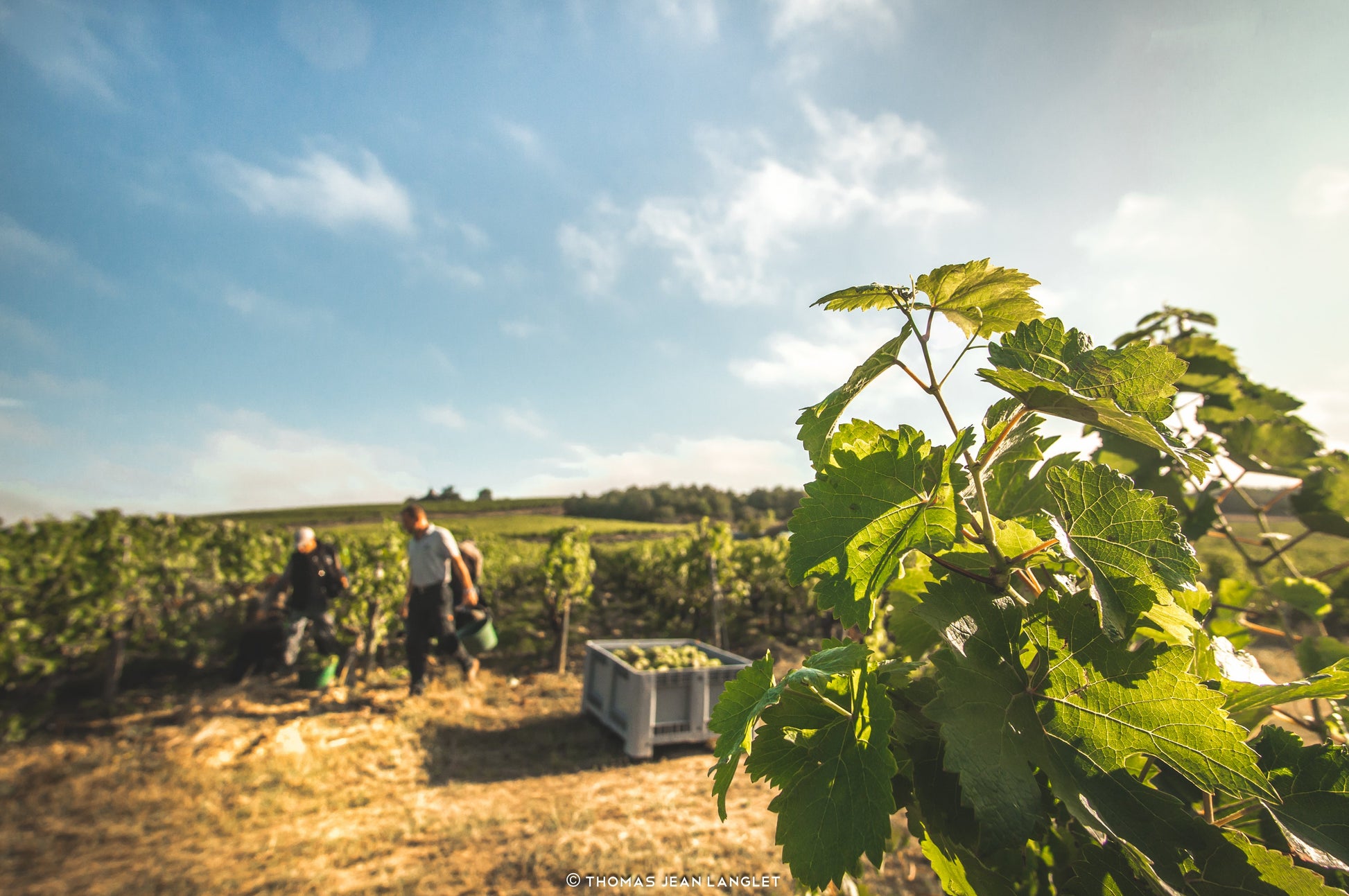Crémant de Loire AOC Brut Marquis de Gilbourg, Château du Fresne