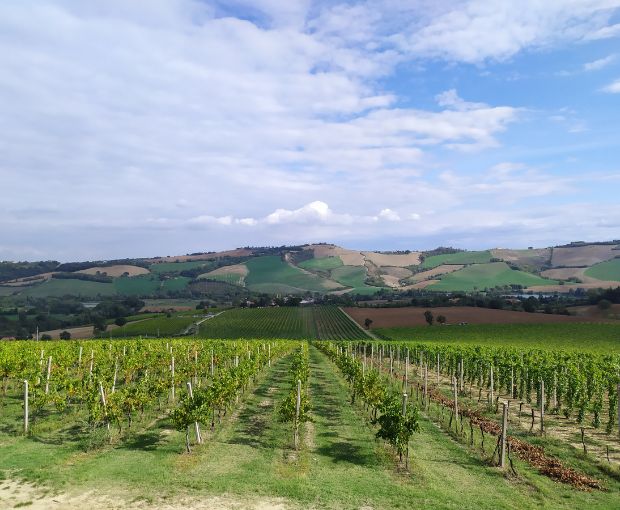 Sangiovese Rubicone IGP, Torre Gaggio