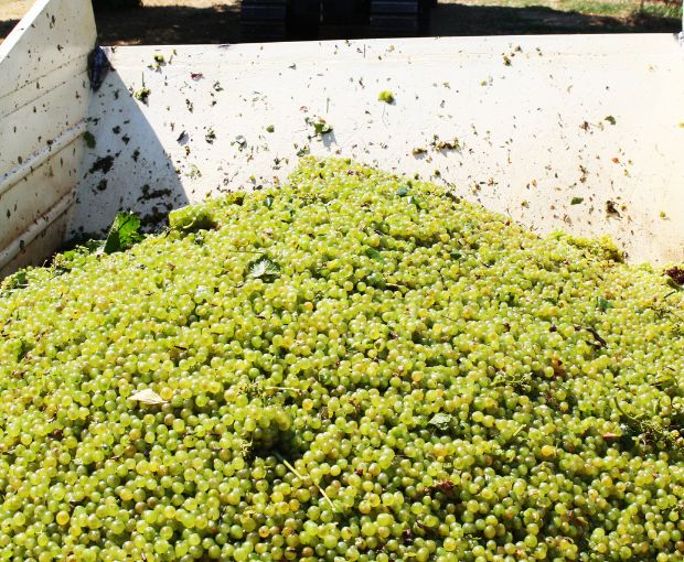 Trebbiano Rubicone IGP, Dalfiume Nobilvini