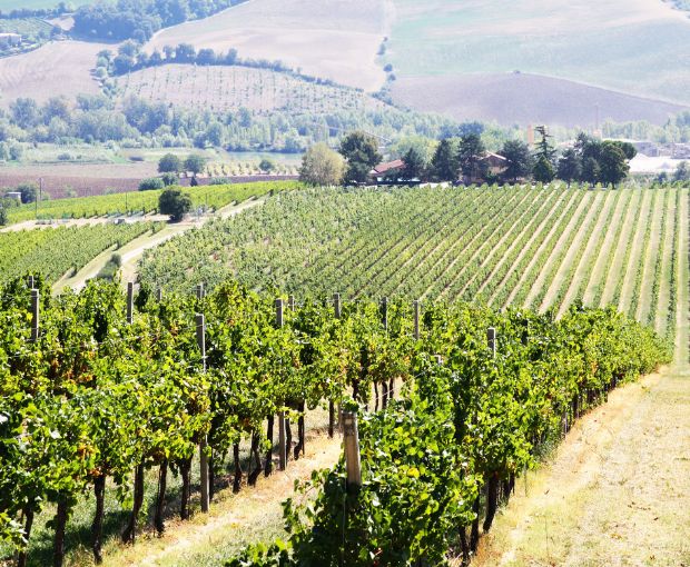 Trebbiano Rubicone IGP, Dalfiume Nobilvini