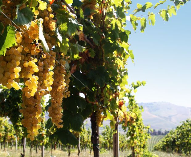 Chardonnay dell’Emilia IGP, Torre Gaggio