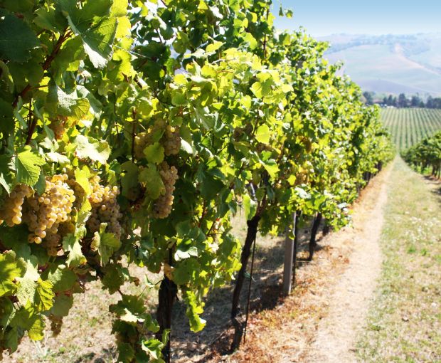 Chardonnay dell’Emilia IGP, Torre Gaggio