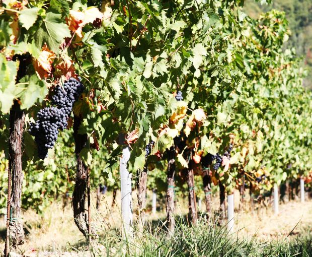 Sangiovese Rubicone IGP, Torre Gaggio