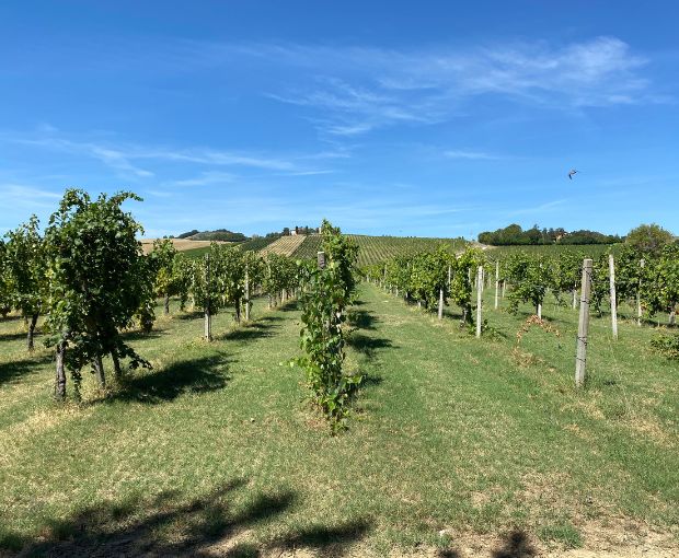 Sauvignon dell'Emilia Romagna, Corte S. Maria