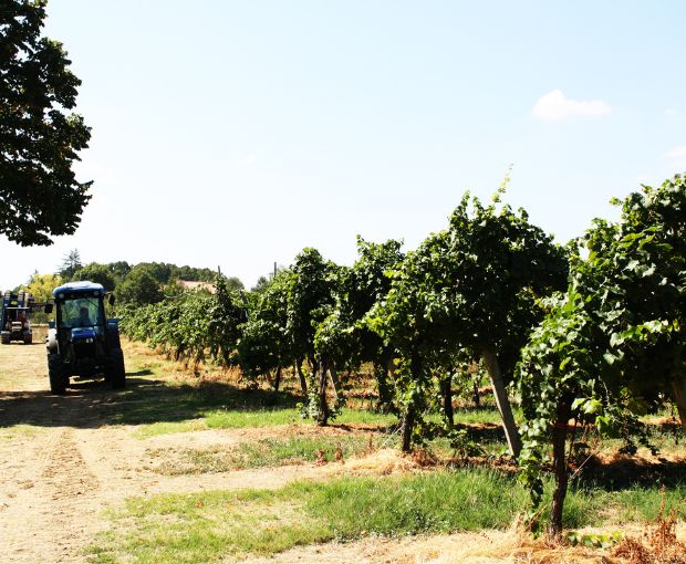 Sauvignon dell'Emilia Romagna, Corte S. Maria