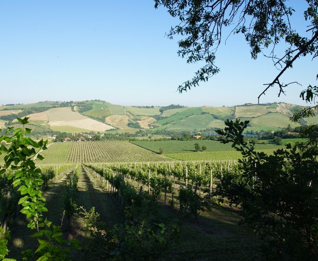 Chardonnay dell’Emilia IGP, Torre Gaggio