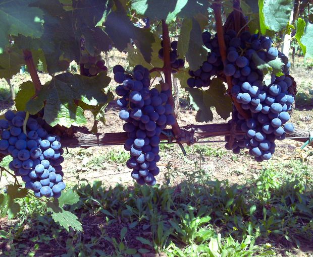 Grappa aged in Whisky Barrels single vintage casks 2007, Dellavalle