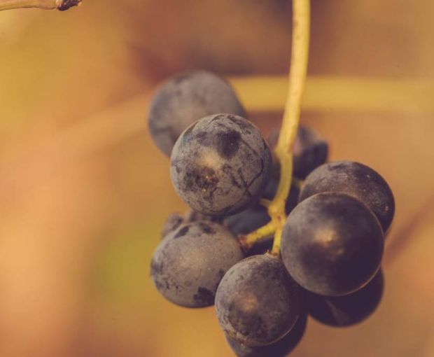 Grappa Moscato Gran Cuvee Villa Isa affinita in Barrique, Dellavalle