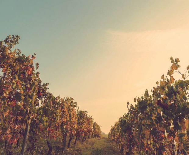 Grappa aged in Sauternes barrels 2007, Dellavalle