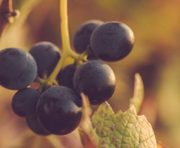 Grappa aged in Demerara Rum casks 2007, Dellavalle