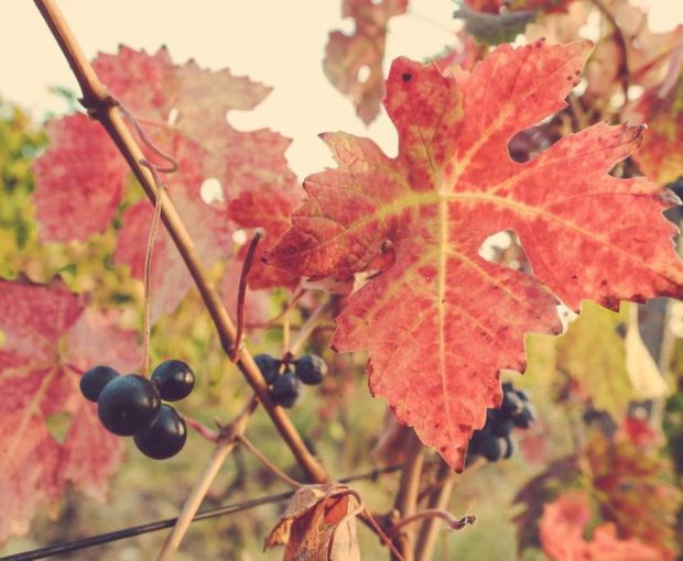 Grappa aged in Port Barrels single vintage casks 2004, Dellavalle