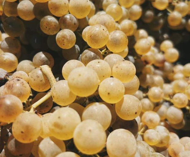 Pecorino Terre di Chieti IGP Le Coste, Tenute del Pojo