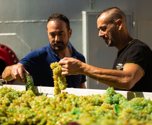 Pecorino Terre di Chieti IGP Le Coste, Tenute del Pojo