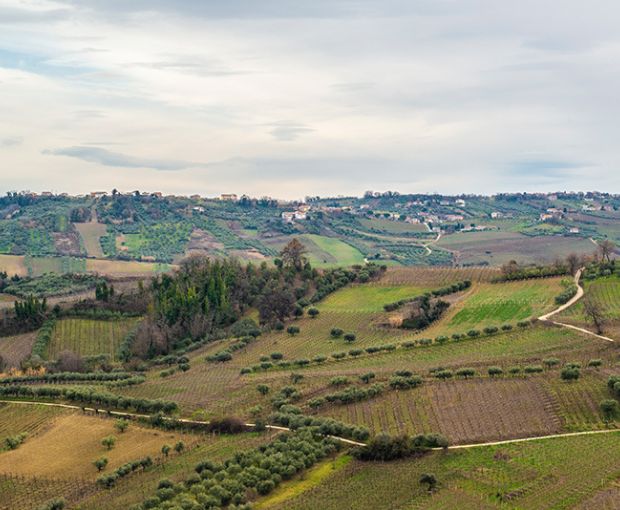 Passerina IGP Sodera, Tenute del Pojo