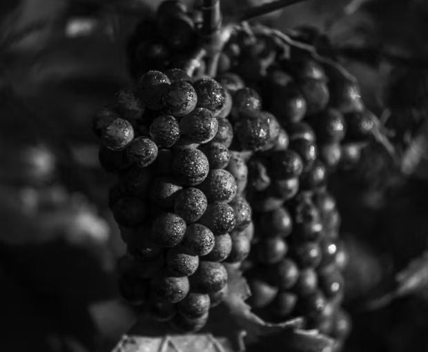 Champagne Dom Pérignon Brut 2015