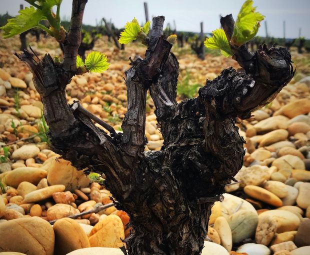 Châteauneuf-du-Pape AOC Blanc 2022, Domaine André Mathieu