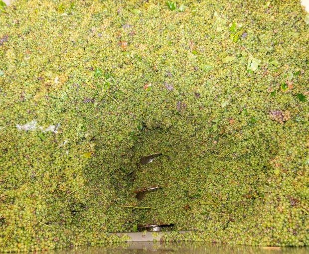 Colombard-Sauvignon Côtes de Gascogne IGP, Domaine Estrade