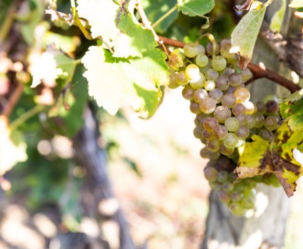 Colombard-Sauvignon Côtes de Gascogne IGP, Domaine Estrade