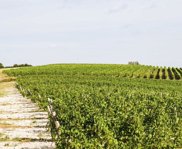 Colombard-Sauvignon Côtes de Gascogne IGP, Domaine Estrade
