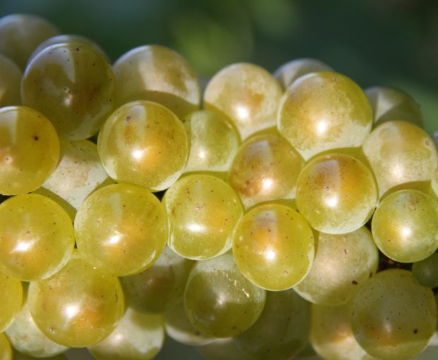 Nuit Saint Georges AOC Les Argillats Pinot Blanc 2010, Domaine Guyon