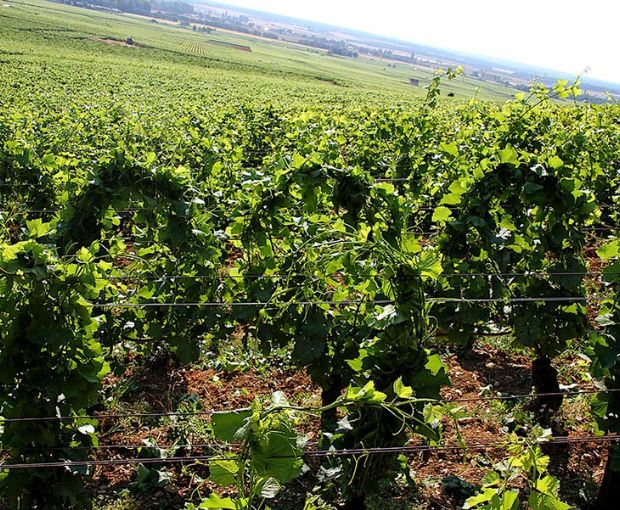 Nuit Saint Georges AOC Les Argillats Pinot Blanc 2010, Domaine Guyon