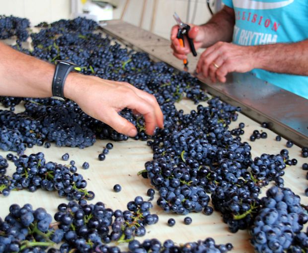 Vosne-Romanée 1er Cru AOC En Orveaux 2015, Domaine Guyon