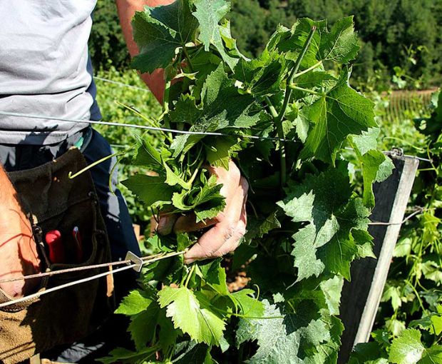 Vosne-Romanée 1er Cru AOC En Orveaux 2015, Domaine Guyon
