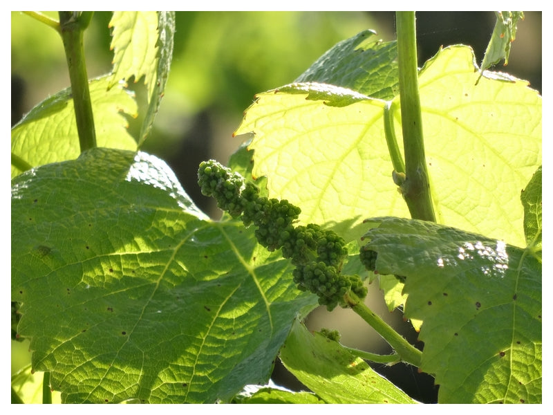 Methode Traditionnelle Cuvée Signée Rosé, Domaine R de la Grange