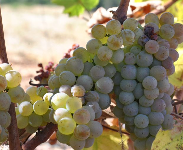 Mercurey AOC Les Loueres 2022, Domaine Laurent Dufouleur