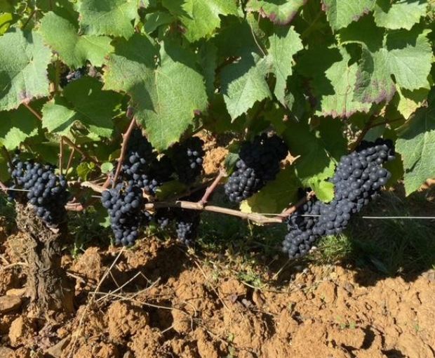 Sancerre Rosé AOP, Domaine de Sacy