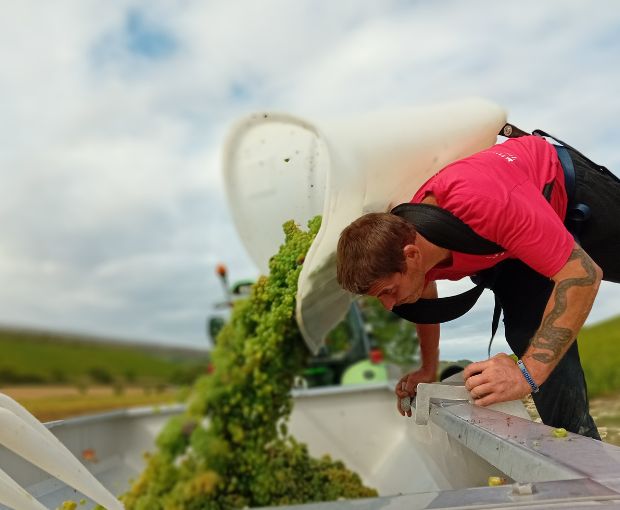 MAGNUM Sancerre AOP Cuvée Tradition, Domaine de Sacy
