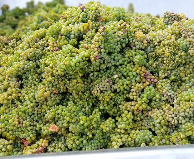 Sancerre AOP Cuvée Tradition, Domaine de Sacy