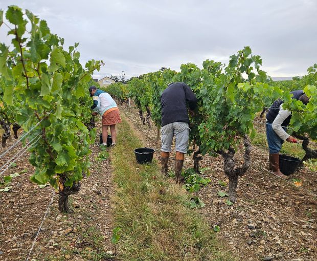 Anjou Gamay AOC, Domaine des Barres