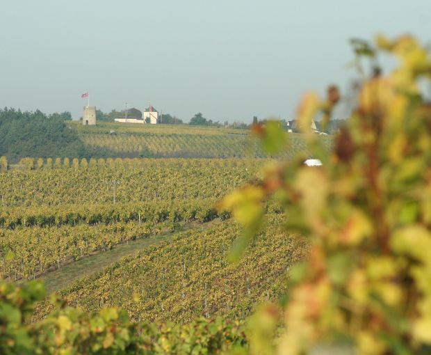 Anjou Gamay AOC, Domaine des Barres