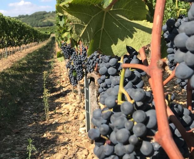 Crozes-Hermitage AOC 2019 Rouge, Domaine des Combat