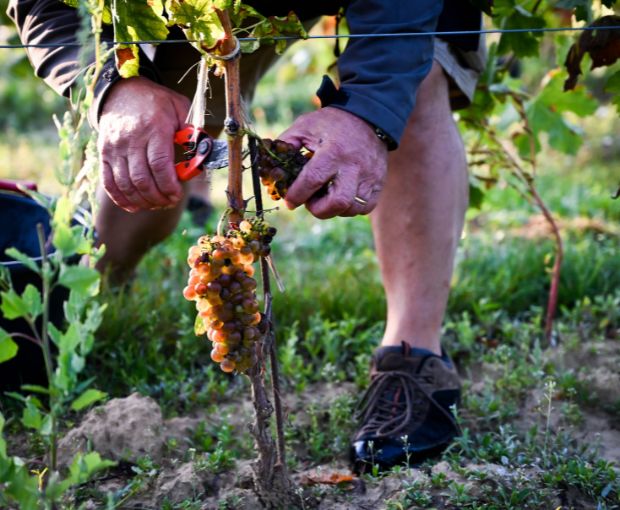 Crozes-Hermitage AOC 2022 Blanc, Domaine des Combat