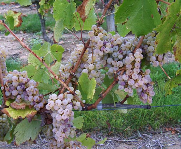 Saumur Blanc AOC, Domaine du Fondis