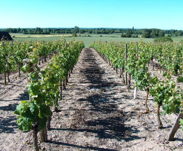Saumur Champigny AOC Vieilles Vignes Cuvee de Bruyn, Domaine du Fondis