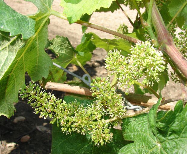 Saumur Blanc AOC, Domaine du Fondis