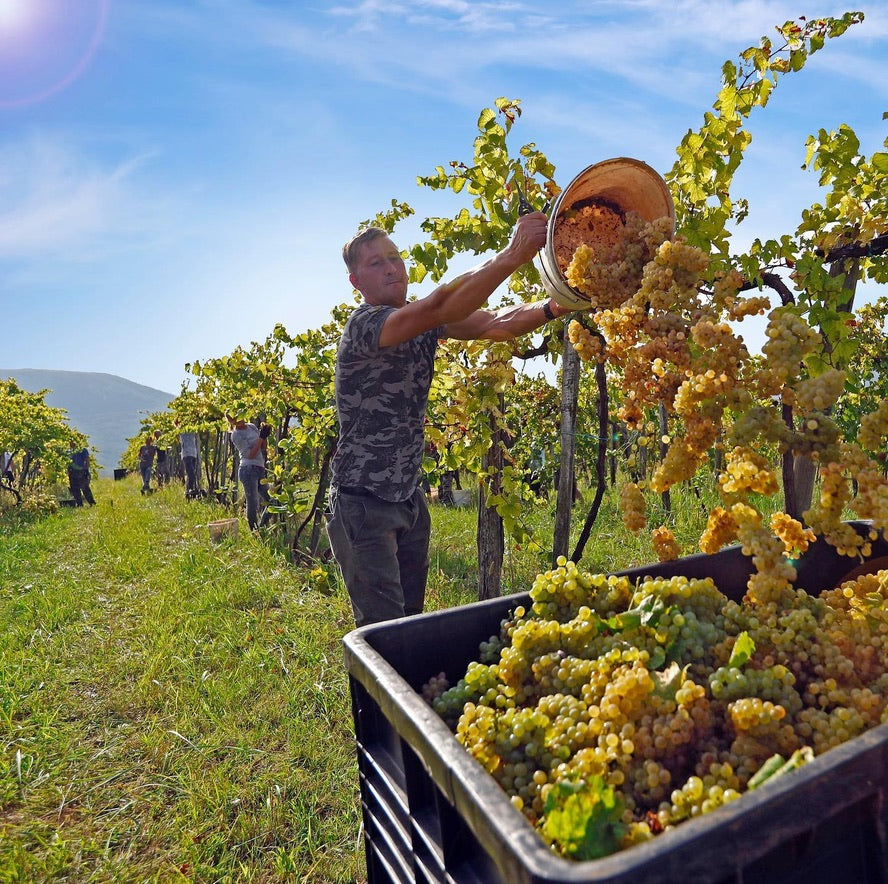 Pinot Grigio single vineyard, Hilltop