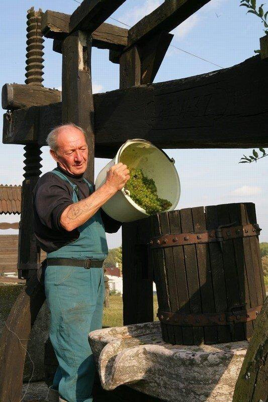 Pinot Grigio single vineyard, Hilltop