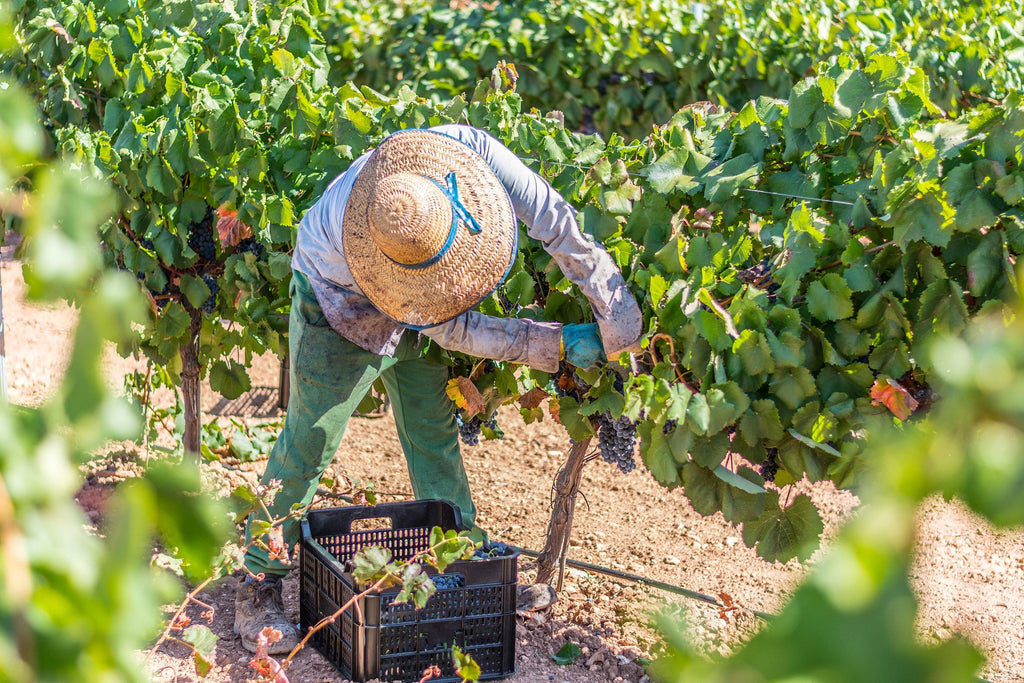 Talento Jumilla DOP Cuvee Alto, Ego Bodegas