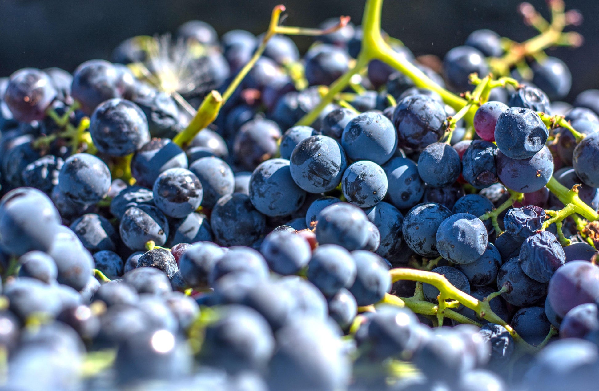 Talento Jumilla DOP Cuvee Alto, Ego Bodegas