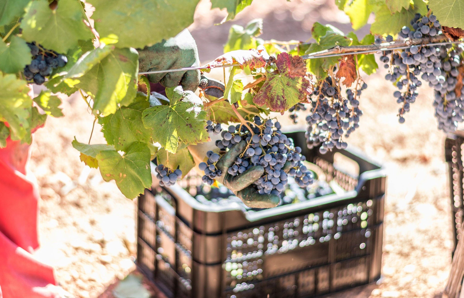 Talento Jumilla DOP Cuvee Alto, Ego Bodegas