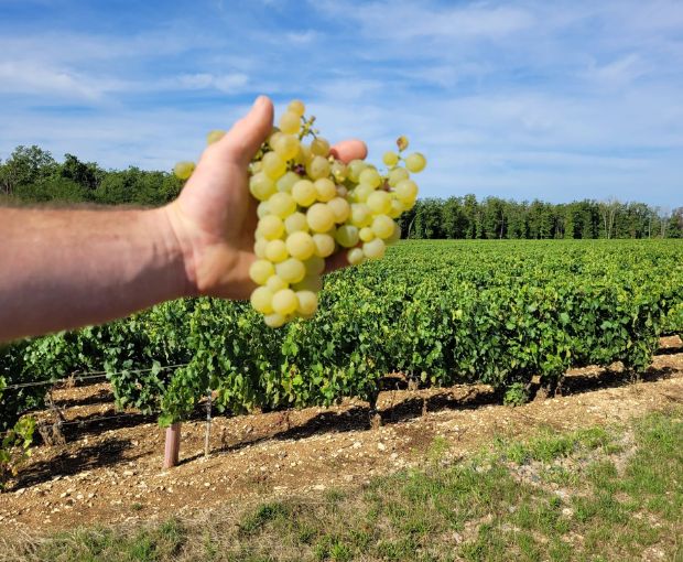 Chablis AOC, Jean-Pierre & Alexandre Ellevin