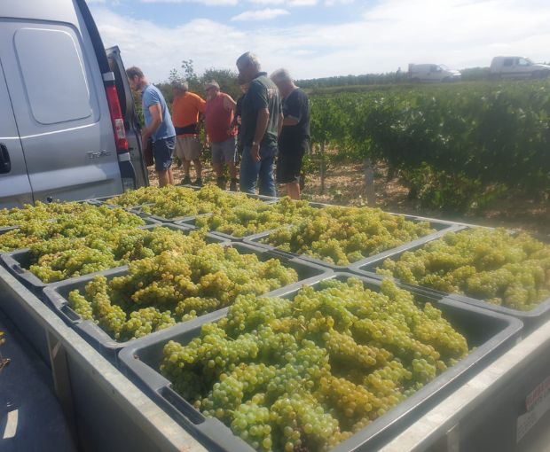 Petit Chablis AOC, Jean-Pierre & Alexandre Ellevin