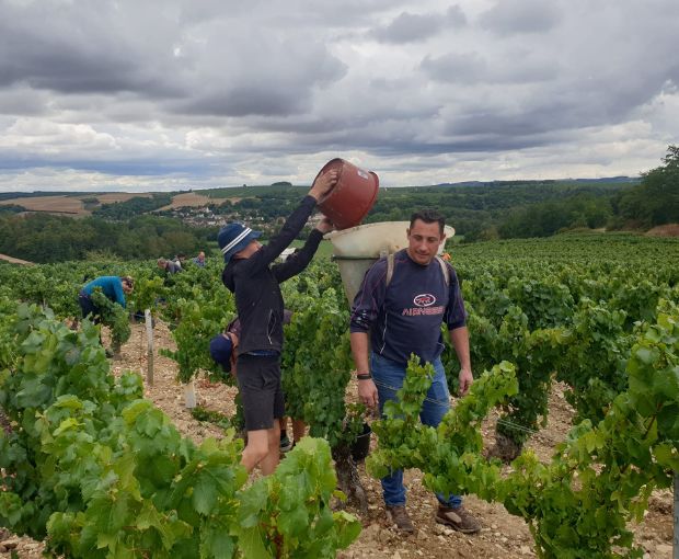 Chablis AOC, Jean-Pierre & Alexandre Ellevin