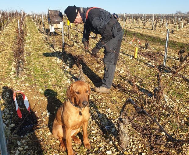 Petit Chablis AOC, Jean-Pierre & Alexandre Ellevin