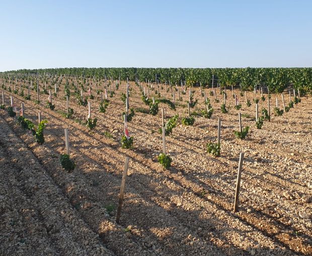 Chablis 1er Cru AOC Vosgros 2022, Jean-Pierre & Alexandre Ellevin
